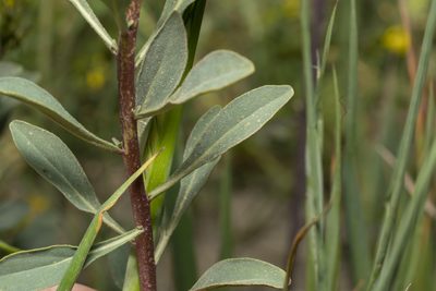Haplophyllum buxbaumii, photographed by Eleftherios Katsillis