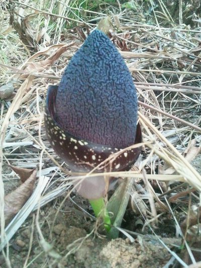 Amorphophallus aphyllus, photographed by Viken