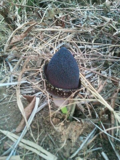 Amorphophallus aphyllus, photographed by Viken