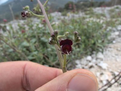Scrophularia canina, photographed by Ben Costamagna