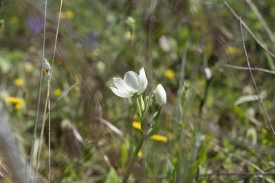 Melomphis arabica, photographed by Eleftherios Katsillis