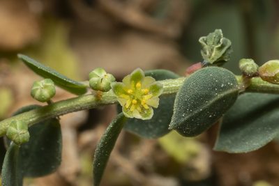Andrachne telephioides, photographed by Eleftherios Katsillis