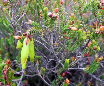 Erica viridiflora, photographed by Di Turner