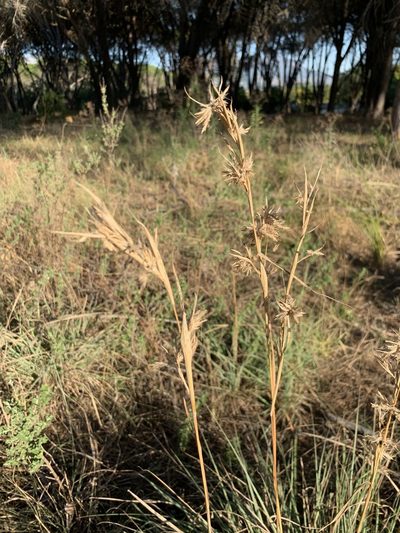 Cymbopogon marginatus, photographed by Dave Richardson
