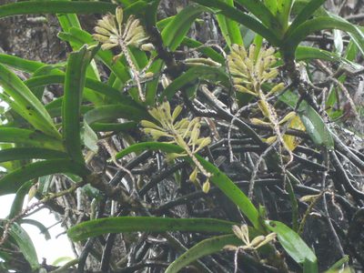 Rhynchostylis retusa, photographed by Dinesh Valke