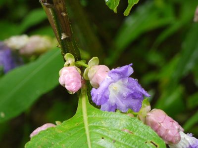 Strobilanthes callosa, photographed by Dinesh Valke