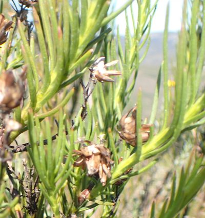 Athanasia linifolia, photographed by Nicola van Berkel