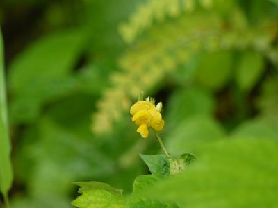 Vigna radiata, photographed by Dinesh Valke