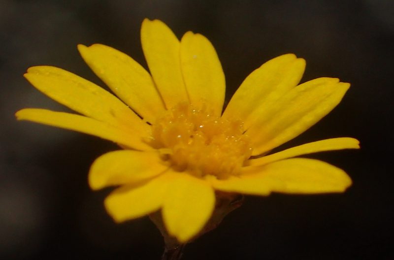 Ursinia trifida, photographed by Nicola van Berkel
