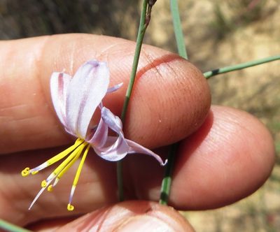 Caesia sabulosa, photographed by linkie