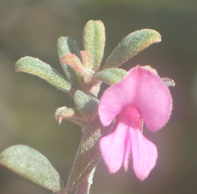 Indigofera outrampsii, photographed by Nicola van Berkel