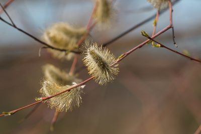 Salix acutifolia, photographed by Вячеслав Юсупов