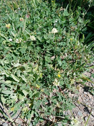 Astragalus breweri, photographed by jbradbury