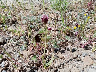 Trifolium dichotomum, photographed by jbradbury