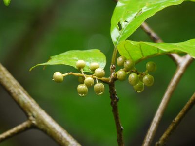 Embelia tsjeriam-cottam, photographed by Dinesh Valke