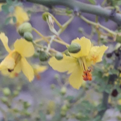 Parkinsonia texana, photographed by José Gerardo Velasco