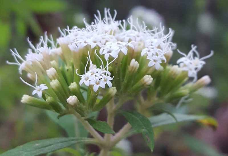 Stevia subpubescens, photographed by Eugenio Padilla