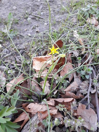 Gagea spathacea, photographed by Mads Meilandt Sørensen