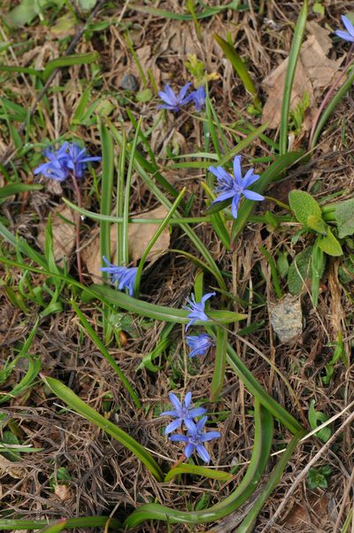 Scilla subnivalis, photographed by Todd Boland