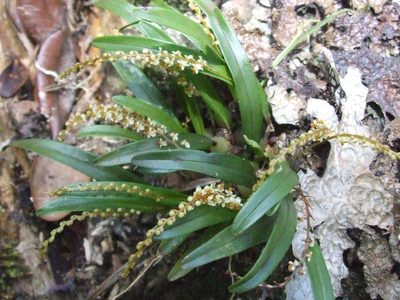 Coelogyne haslamii, photographed by Thibaud Aronson