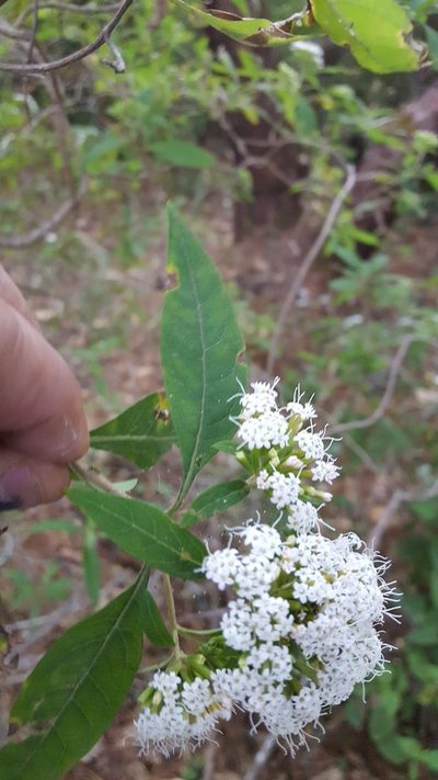 Stevia subpubescens, photographed by Eugenio Padilla