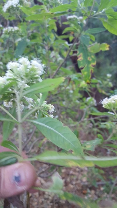 Stevia subpubescens, photographed by Eugenio Padilla