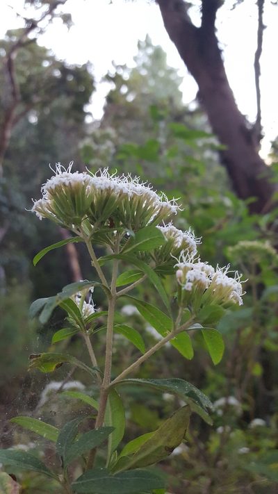 Stevia subpubescens, photographed by Eugenio Padilla
