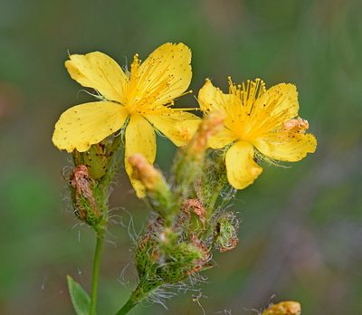 Hypericum barbatum, photographed by Kostas Zontanos