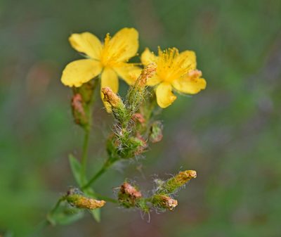 Hypericum barbatum, photographed by Kostas Zontanos