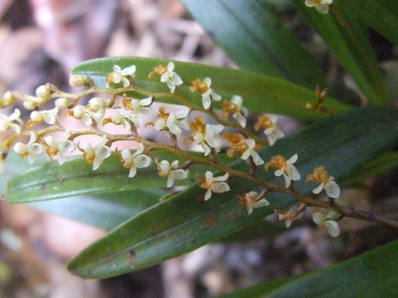 Coelogyne haslamii, photographed by Thibaud Aronson