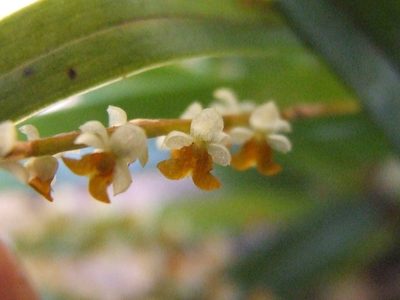 Coelogyne haslamii, photographed by Thibaud Aronson