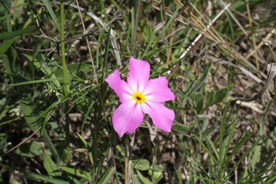 Phlox roemeriana, photographed by Reid Hardin