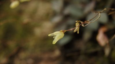 Specklinia digitale, photographed by Victor De la Cruz
