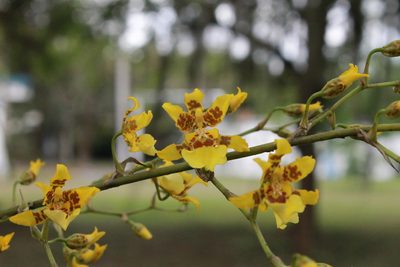 Oncidium sphacelatum, photographed by Victor De la Cruz