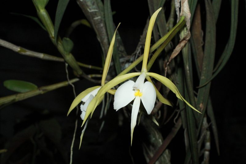 Epidendrum parkinsonianum, photographed by Victor De la Cruz
