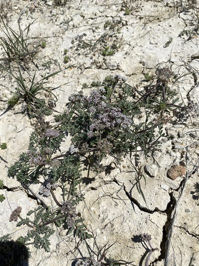 Lomatium bentonitum, photographed by Matt Berger