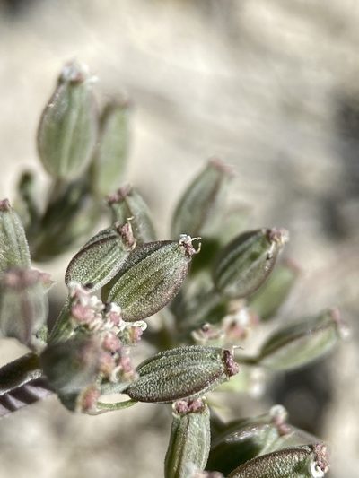Lomatium bentonitum, photographed by Matt Berger
