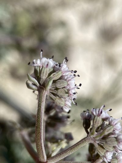 Lomatium bentonitum, photographed by Matt Berger