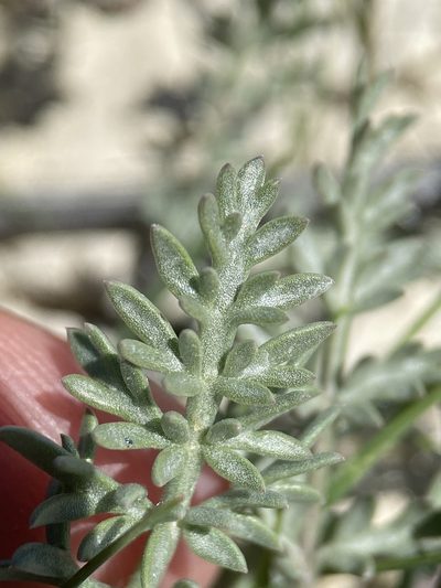 Lomatium bentonitum, photographed by Matt Berger