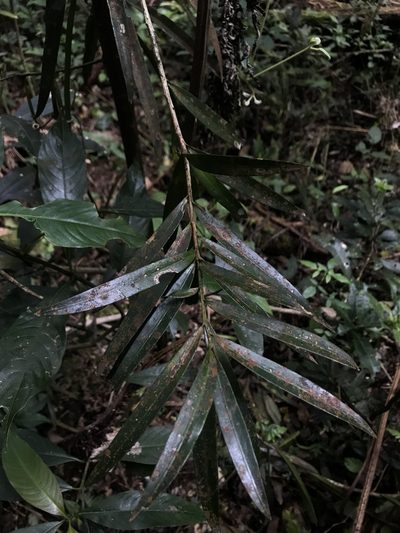 Podocarpus oleifolius, photographed by Nicolás Baresch Uribe