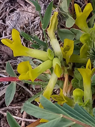 Astragalus boreoafricanus, photographed by Karim Haddad