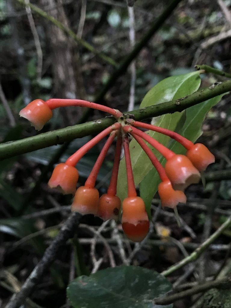 Psammisia graebneriana, photographed by Nicolás Baresch Uribe