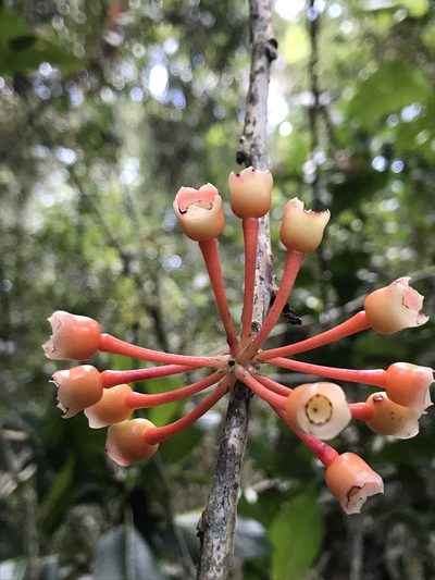 Psammisia graebneriana, photographed by Nicolás Baresch Uribe