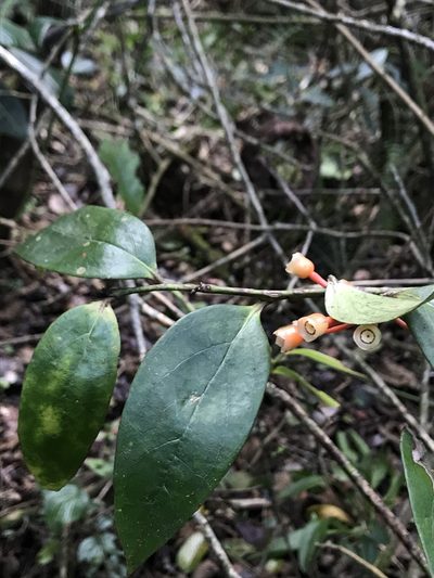 Psammisia graebneriana, photographed by Nicolás Baresch Uribe