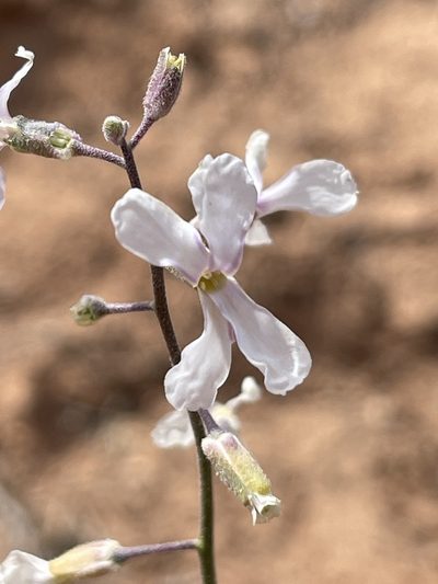 Boechera formosa, photographed by Robbie Hannawacker