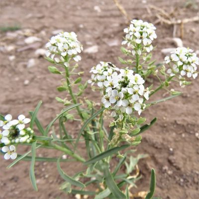 Lepidium alyssoides, photographed by Annika Lindqvist