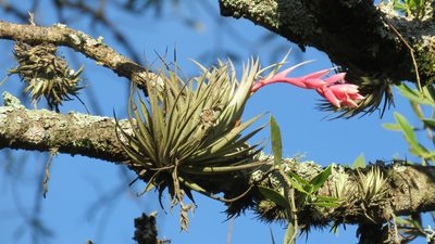 Tillandsia recurvifolia, photographed by Patricio Cowper Coles