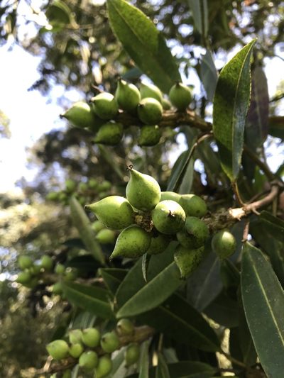 Sapium stylare, photographed by Nicolás Baresch Uribe