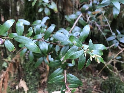 Gaultheria paniculata, photographed by Tim Park