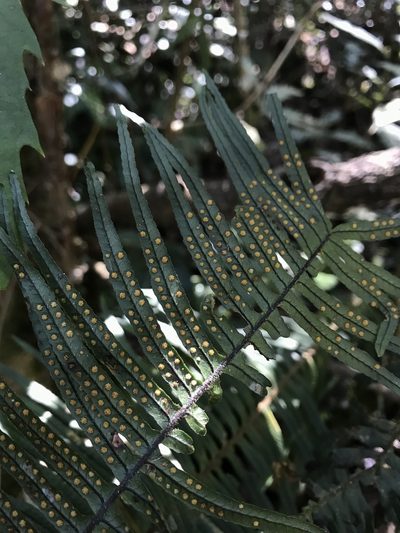 Pecluma divaricata, photographed by Nicolás Baresch Uribe